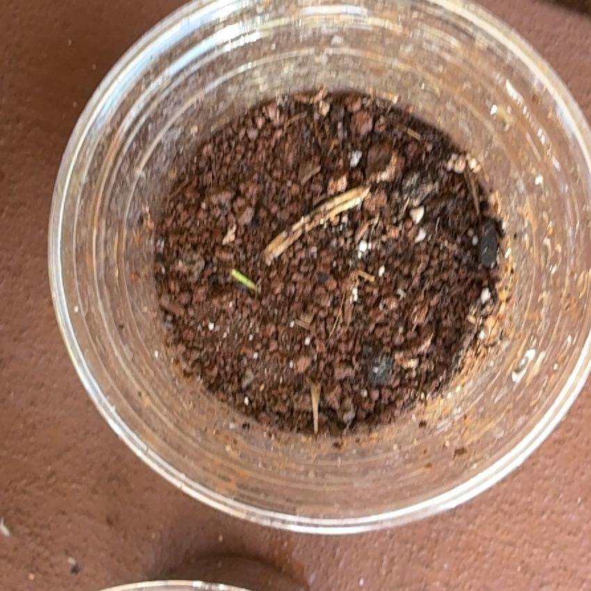 Photo of the plant species Ma'o by @MadsRose named Dolores on Greg, the plant care app