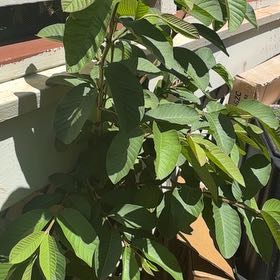 Photo of the plant species Guava Tree by @MadsRose named ChloroPhil on Greg, the plant care app