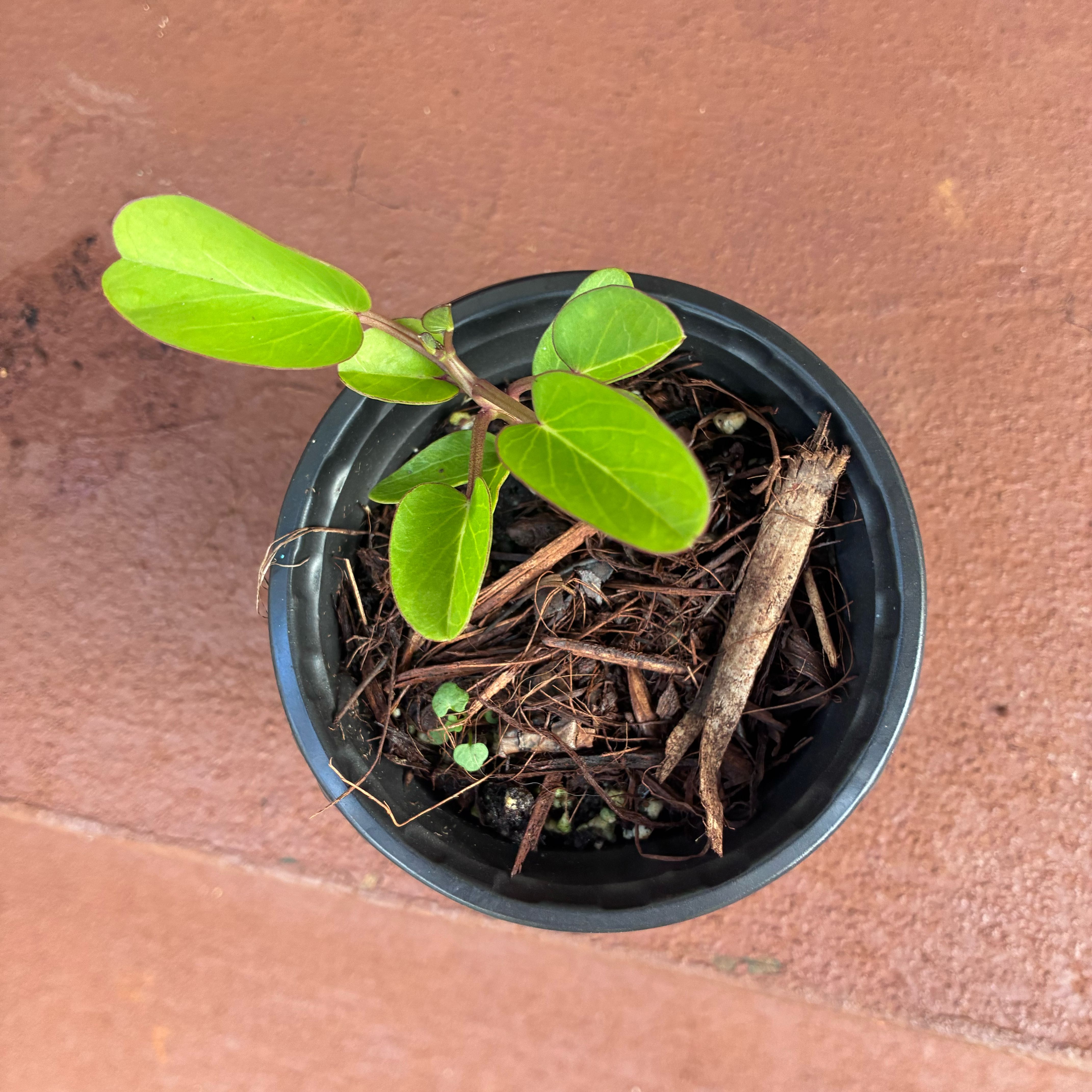 Photo of the plant species Beach Morning Glory by @MadsRose named Kendall on Greg, the plant care app