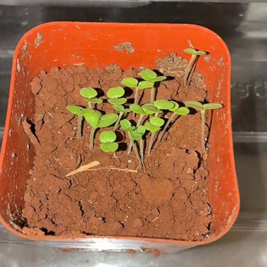 Photo of the plant species Lemon Basil by @MadsRose named Sanders on Greg, the plant care app