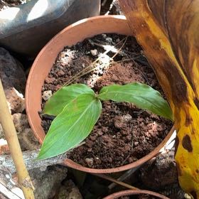 Photo of the plant species White Ginger by @MadsRose named Lola on Greg, the plant care app