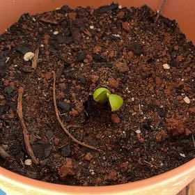 Photo of the plant species Wiliwili by @MadsRose named da Vinci on Greg, the plant care app