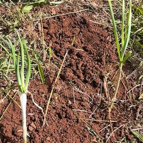 Photo of the plant species Allium Sativum by @MadsRose named Michelle Branch on Greg, the plant care app