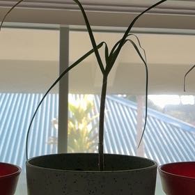 Photo of the plant species Allium Sativum by @MadsRose named Elina on Greg, the plant care app