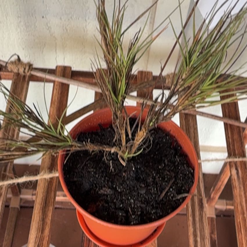 Photo of the plant species Seashore Dropseed by @MadsRose named Prince on Greg, the plant care app