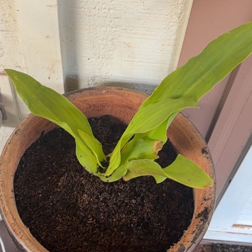 Photo of the plant species Pineapple Flower by @MadsRose named Rihanna on Greg, the plant care app