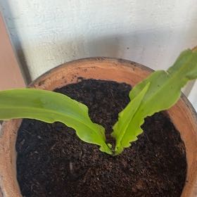 Photo of the plant species Pineapple Flower by @MadsRose named Mochi on Greg, the plant care app