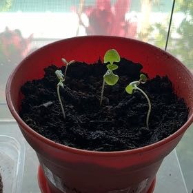 Photo of the plant species Cinnamon Basil by @MadsRose named Planty on Greg, the plant care app