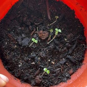 Photo of the plant species Lemon Balm by @MadsRose named Gates on Greg, the plant care app