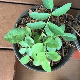 Photo of the plant species Blue Butterfly Pea by @MadsRose named LiloStitch on Greg, the plant care app