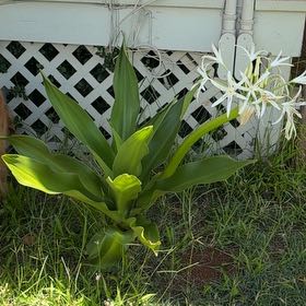 Photo of the plant species Poison Bulb by @MadsRose named Mando on Greg, the plant care app