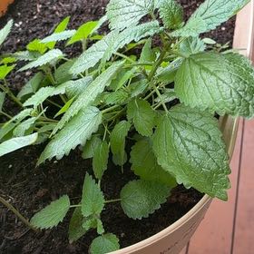 Photo of the plant species Lemon Basil by @MadsRose named Gomez on Greg, the plant care app