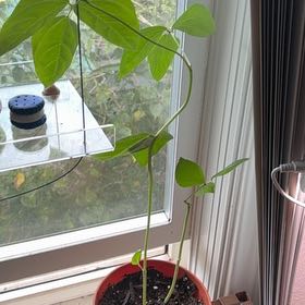 Photo of the plant species Common Bean by @MadsRose named Remington on Greg, the plant care app