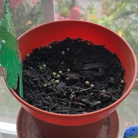 Photo of the plant species Chamomile by @MadsRose named Morgan Treeman on Greg, the plant care app