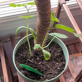 Photo of the plant species Cucumber by @MadsRose named Navajo on Greg, the plant care app