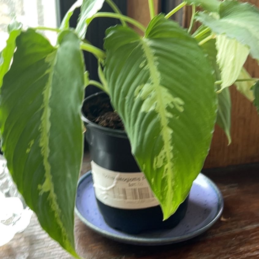 Photo of the plant species Schismatoglottis pusilla by @RealDevilsclaw named Einstein on Greg, the plant care app