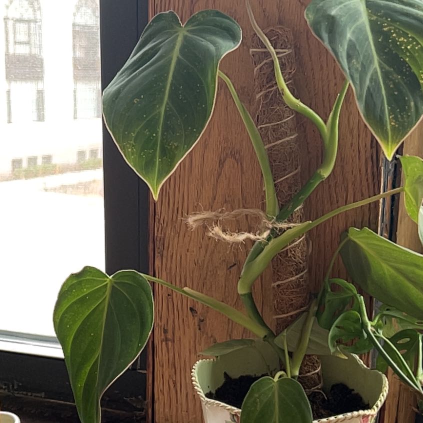 Philodendron 'Glorius' plant in a pot near a window, healthy with visible soil.