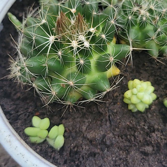 Photo of the plant species Big Needle Cactus by @SportBlueelf named Harry on Greg, the plant care app