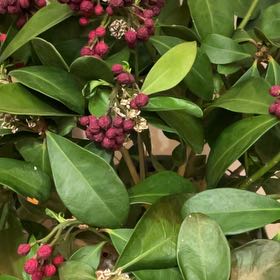 Photo of the plant species Skimmia by @DeanSpicebush named Rainier on Greg, the plant care app