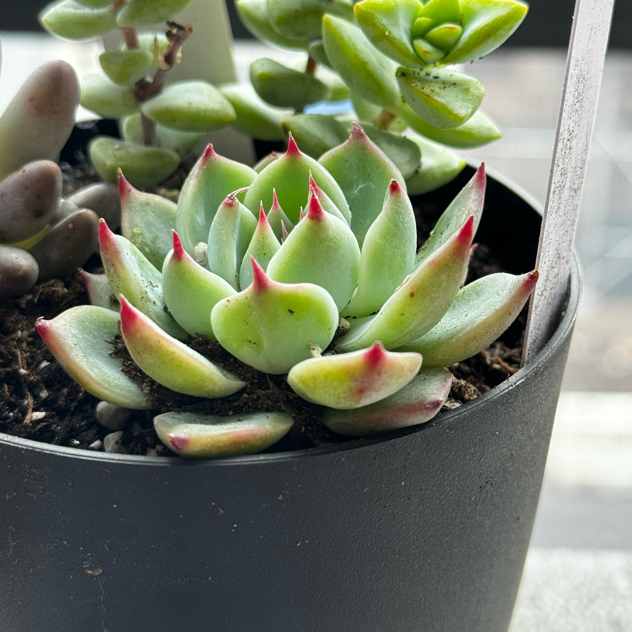 Echeveria chihuahuaensis succulent in a black pot with green leaves and red tips.