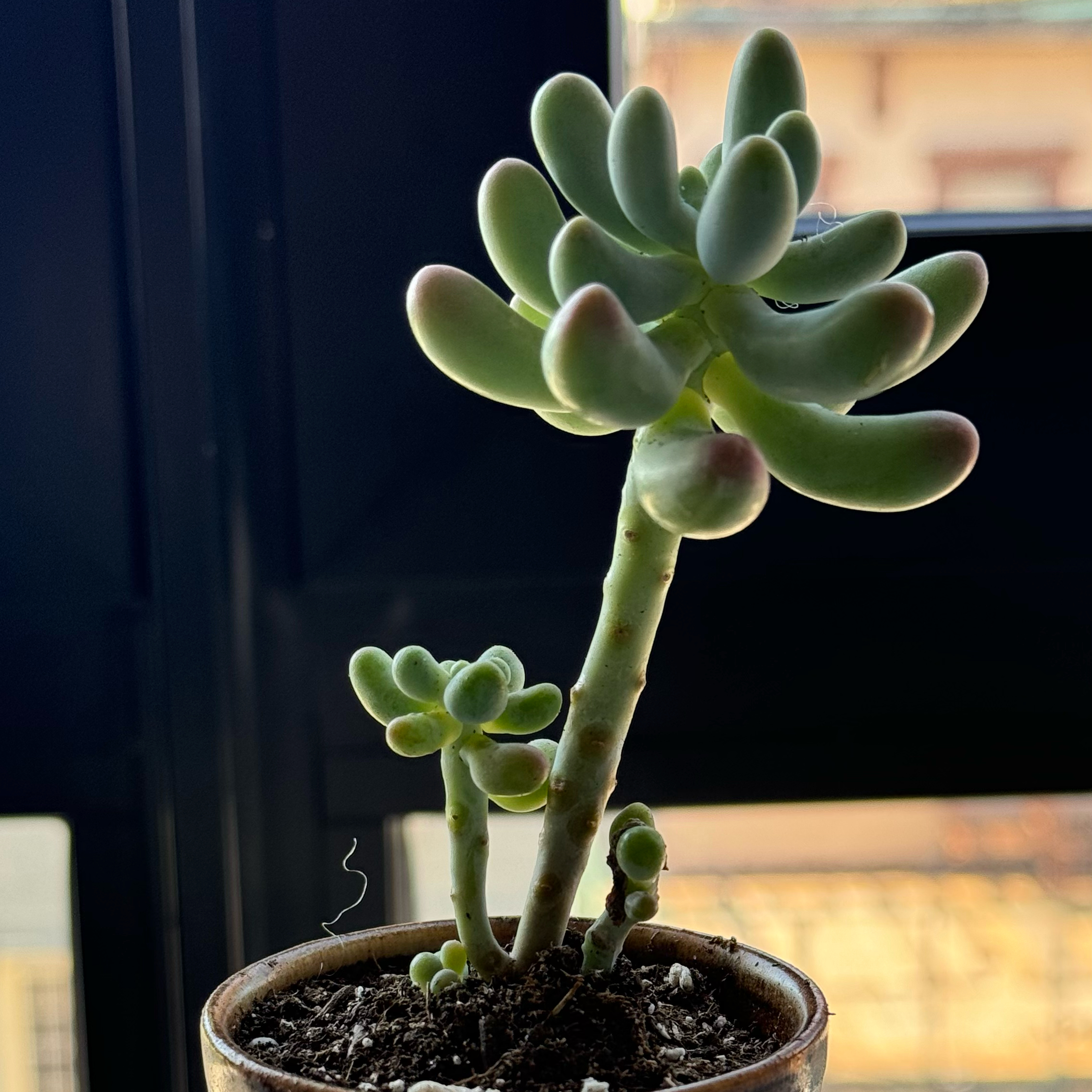 Photo of the plant species Sedum corynephyllum by @Marlene named Lin on Greg, the plant care app