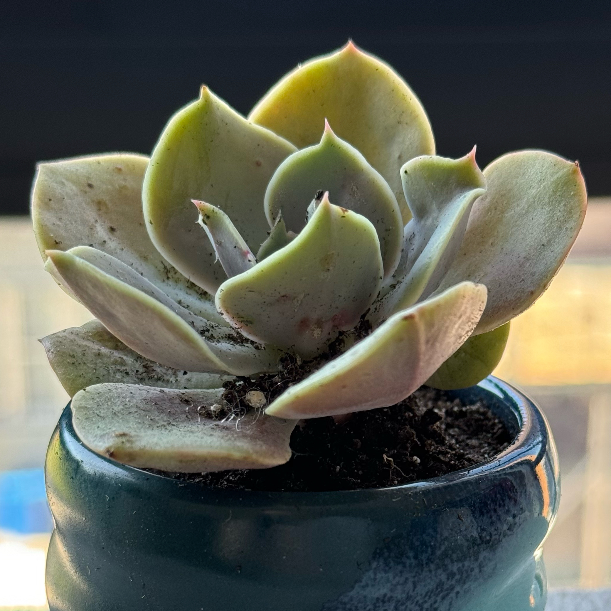 Photo of the plant species Echeveria Lolita by @Marlene named Harper on Greg, the plant care app