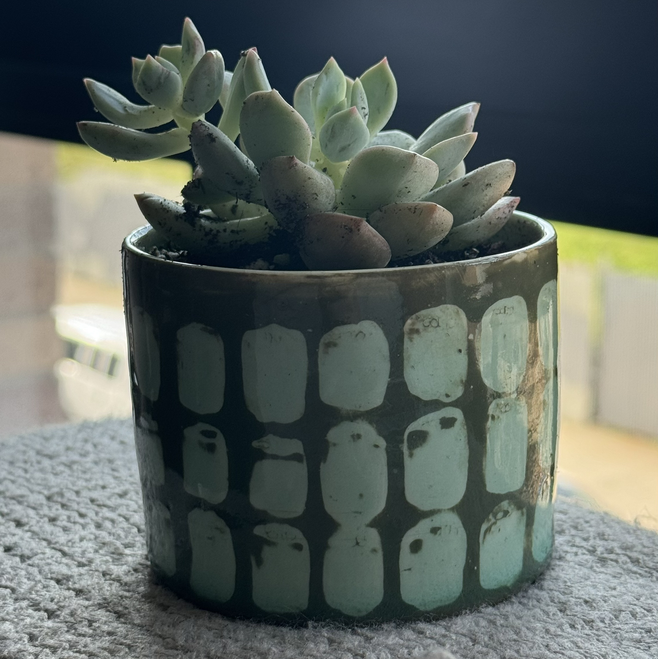 Photo of the plant species Graptoveria 'A Grim One' by @Marlene named Casper on Greg, the plant care app
