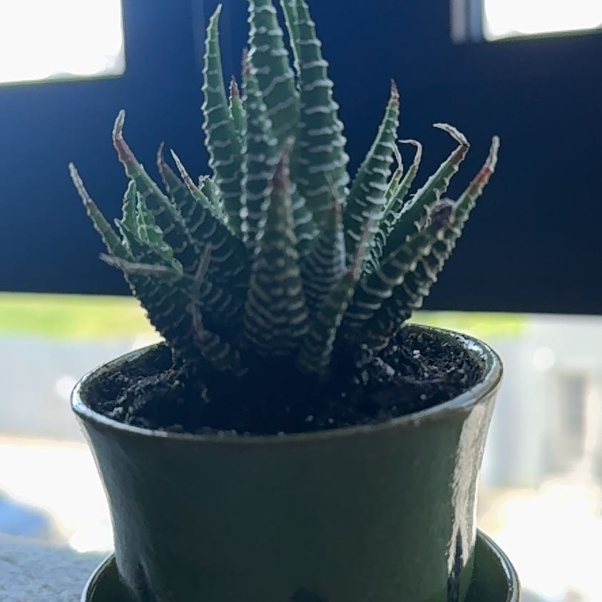 Photo of the plant species Haworthia fasciata 'Big Band' by @Marlene named Cleopatra on Greg, the plant care app