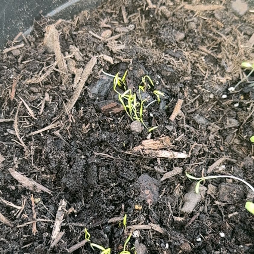 Photo of the plant species Baby Carrot by @LeadSowthistle named Coco on Greg, the plant care app