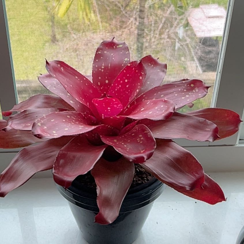 Photo of the plant species Bromeliad by @AdvisableAlmond named Huckleberry Fern on Greg, the plant care app