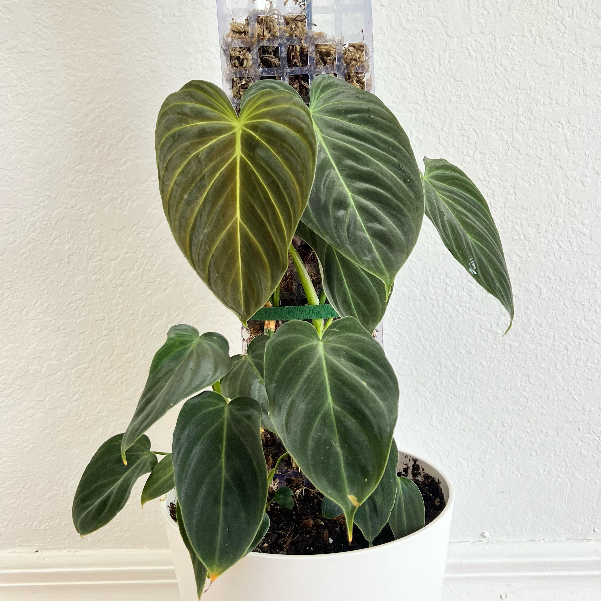 Philodendron 'Glorius' plant with large, heart-shaped leaves in a white pot.