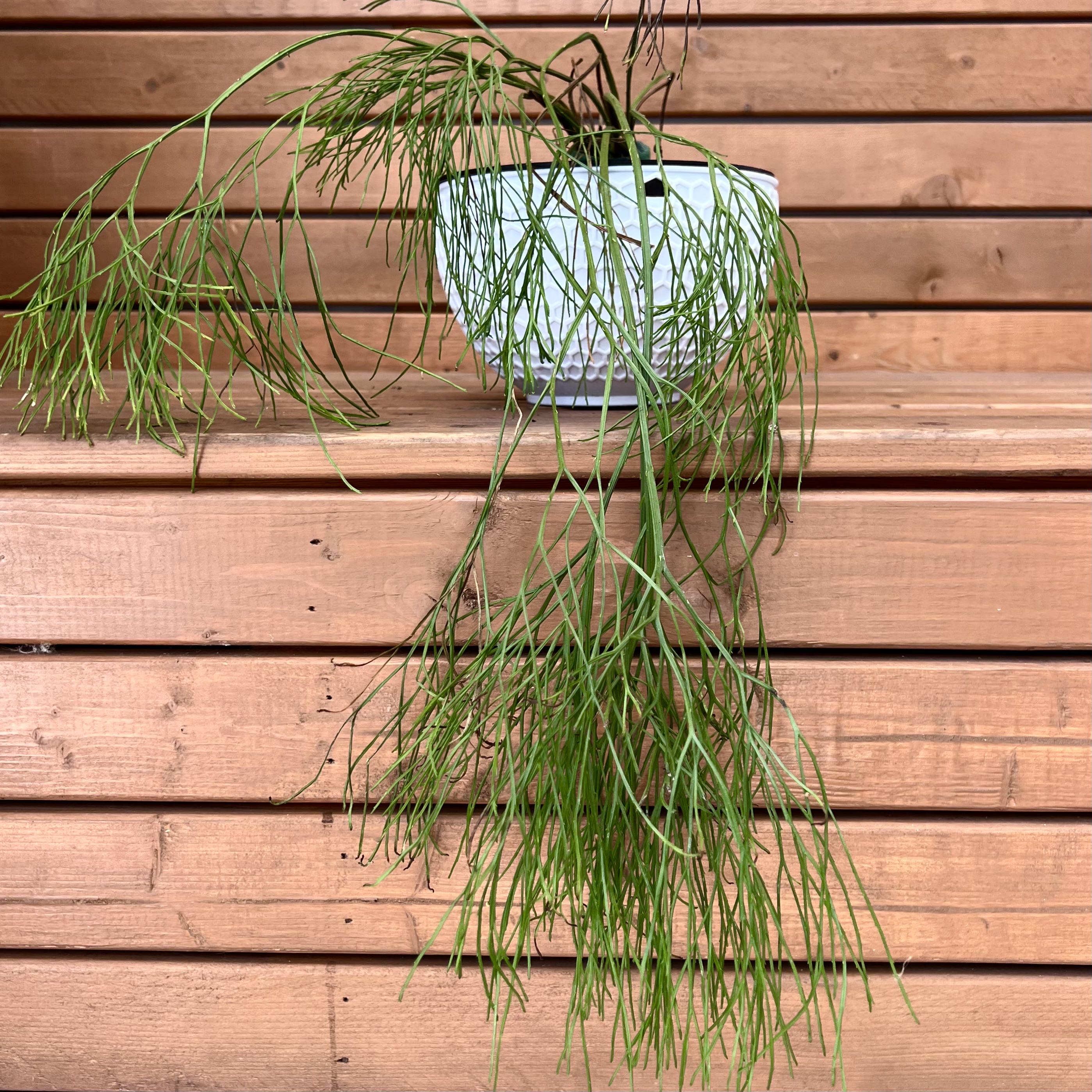 Whisk Fern in a white pot on a wooden surface, with long, thin green stems.