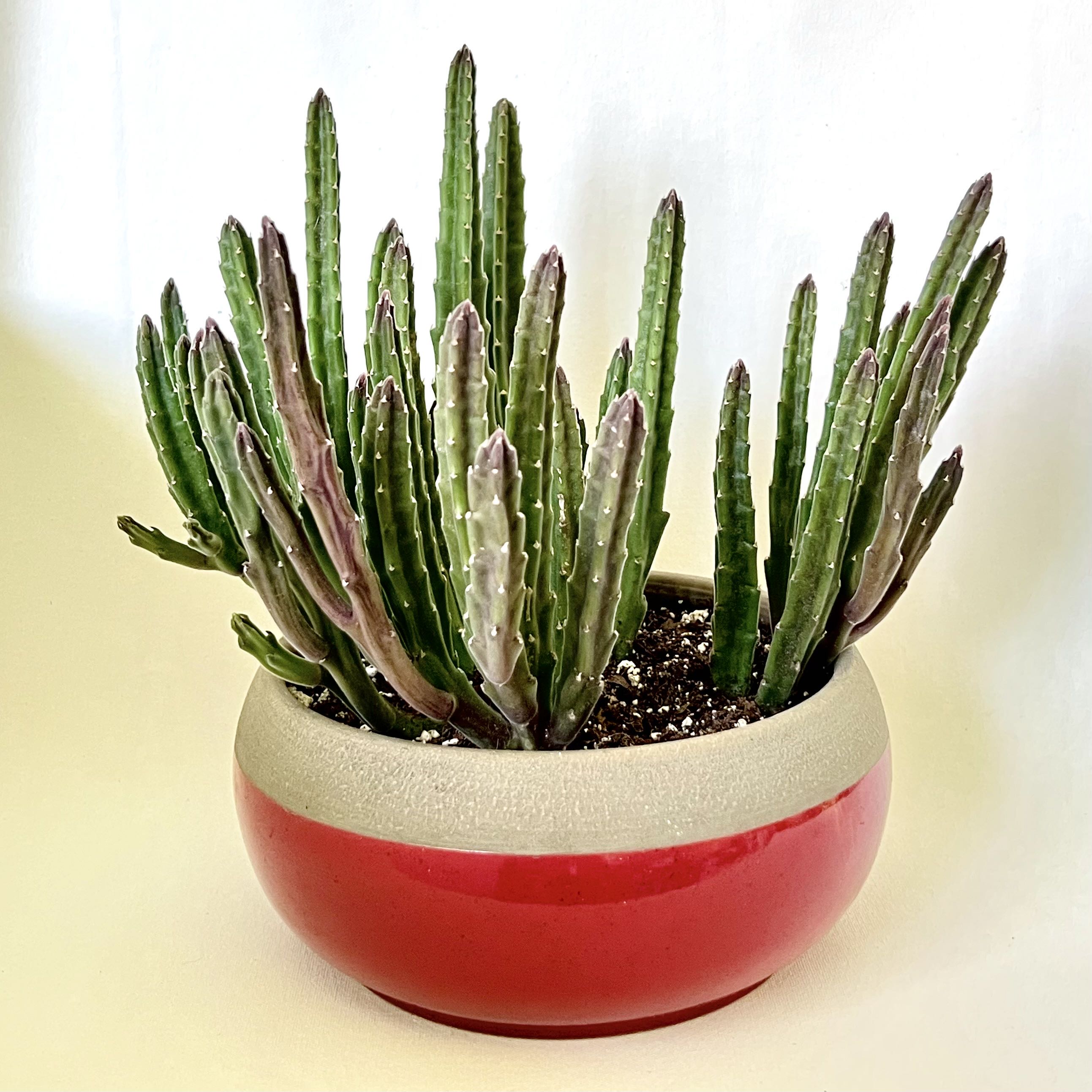 Photo of the plant species Carrion Flower by @artulipe named Khniza on Greg, the plant care app