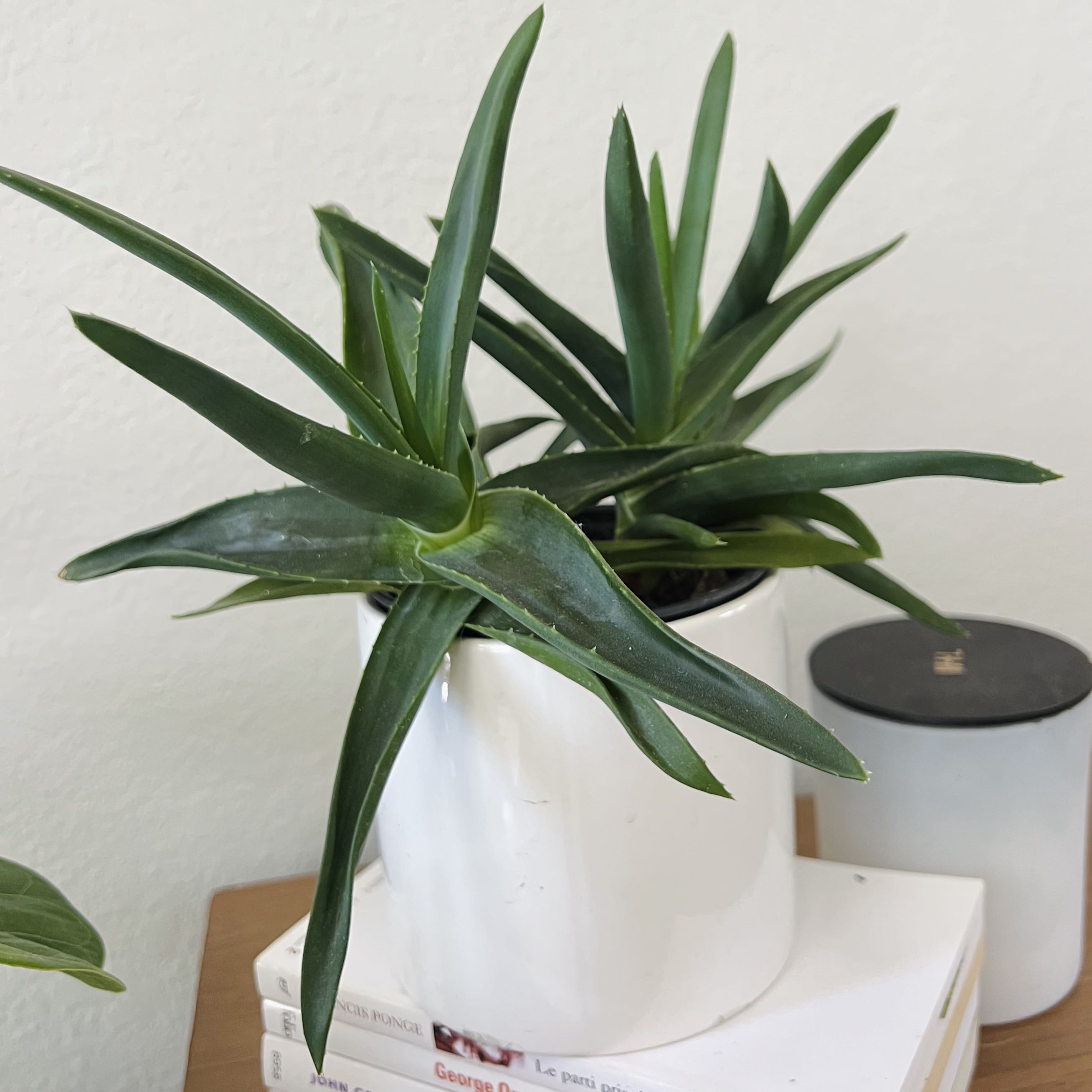 Alworthia 'Black Gem' plant in a white pot with green succulent leaves.