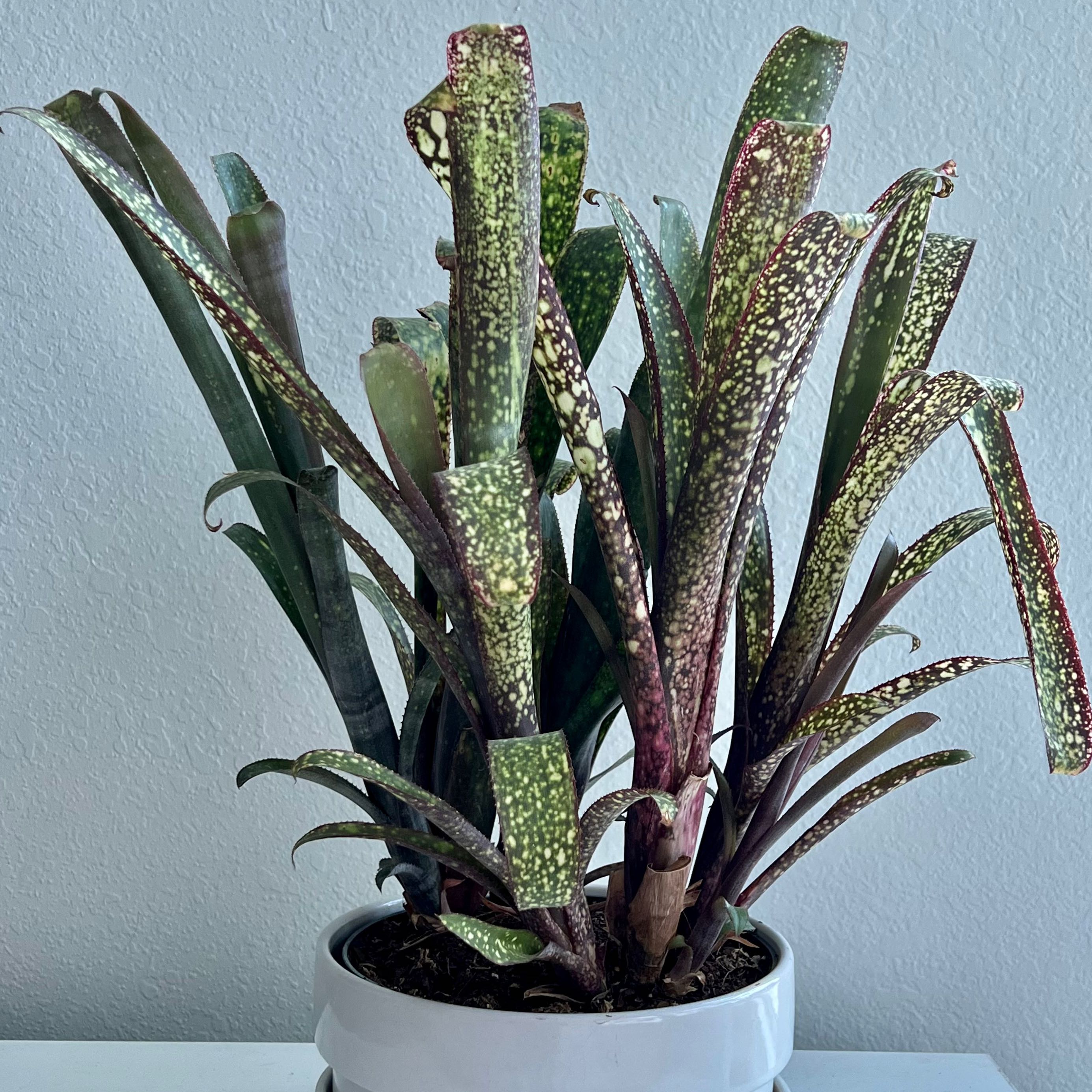 Photo of the plant species Bromeliad by @artulipe named Casablanca on Greg, the plant care app