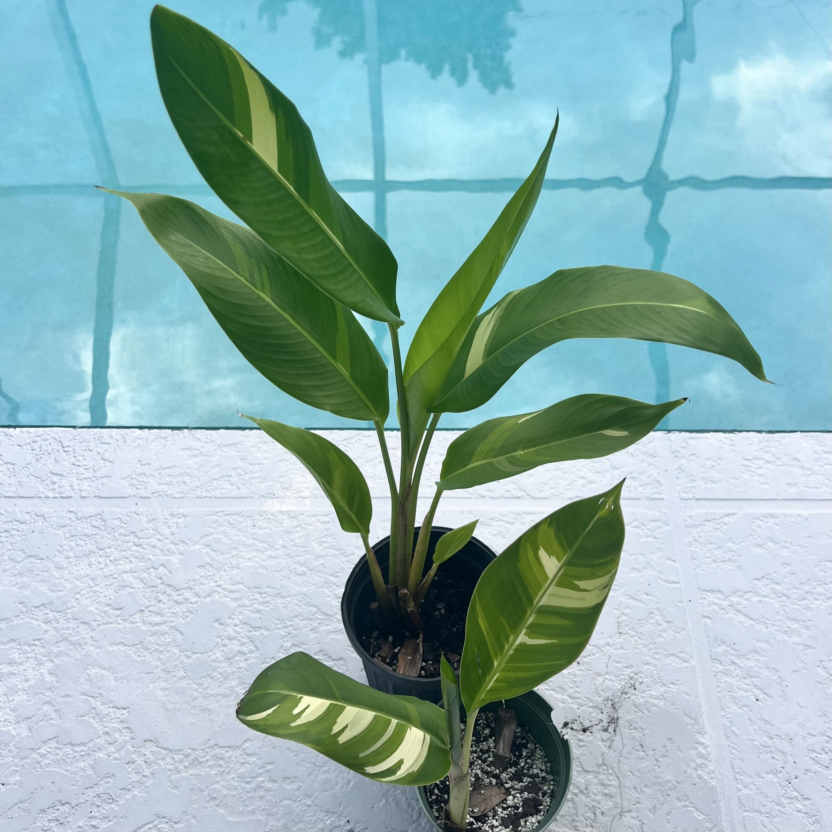 Photo of the plant species Varigated Nickeriensis by @artulipe named Terra on Greg, the plant care app