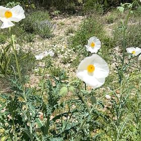 Photo of the plant species Bluestem Pricklypoppy by @SkillfulAgboy named Rainier on Greg, the plant care app