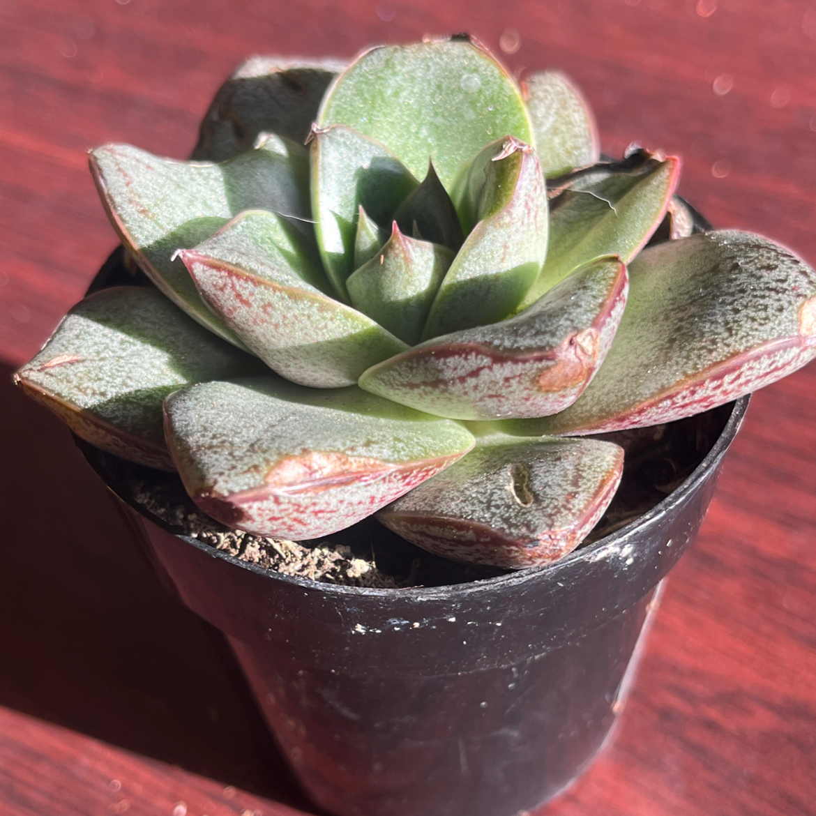 Photo of the plant species Echeveria purpusorum by @HighBlackgem named Iowa on Greg, the plant care app