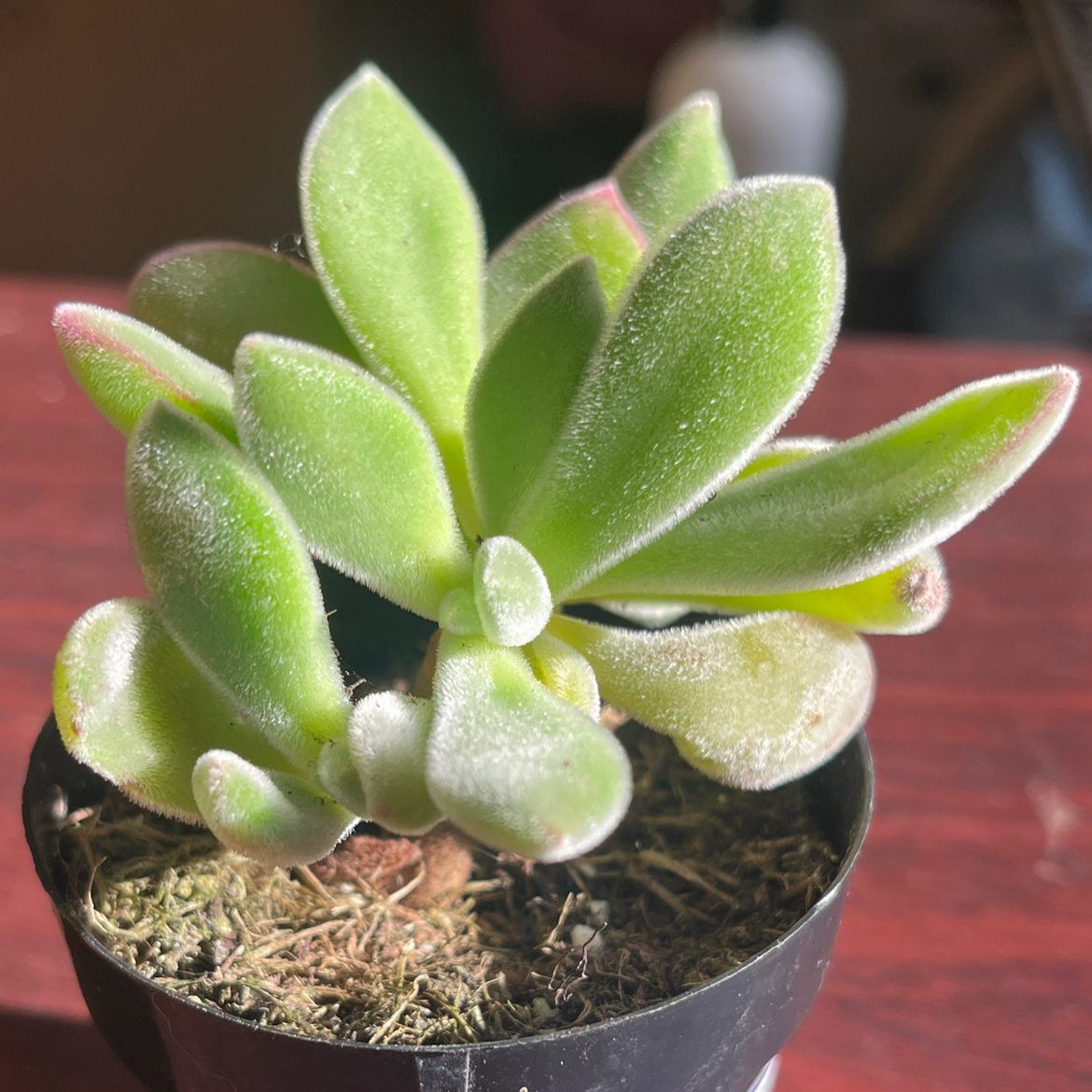Photo of the plant species Plush Plant by @HighBlackgem named Plushy on Greg, the plant care app