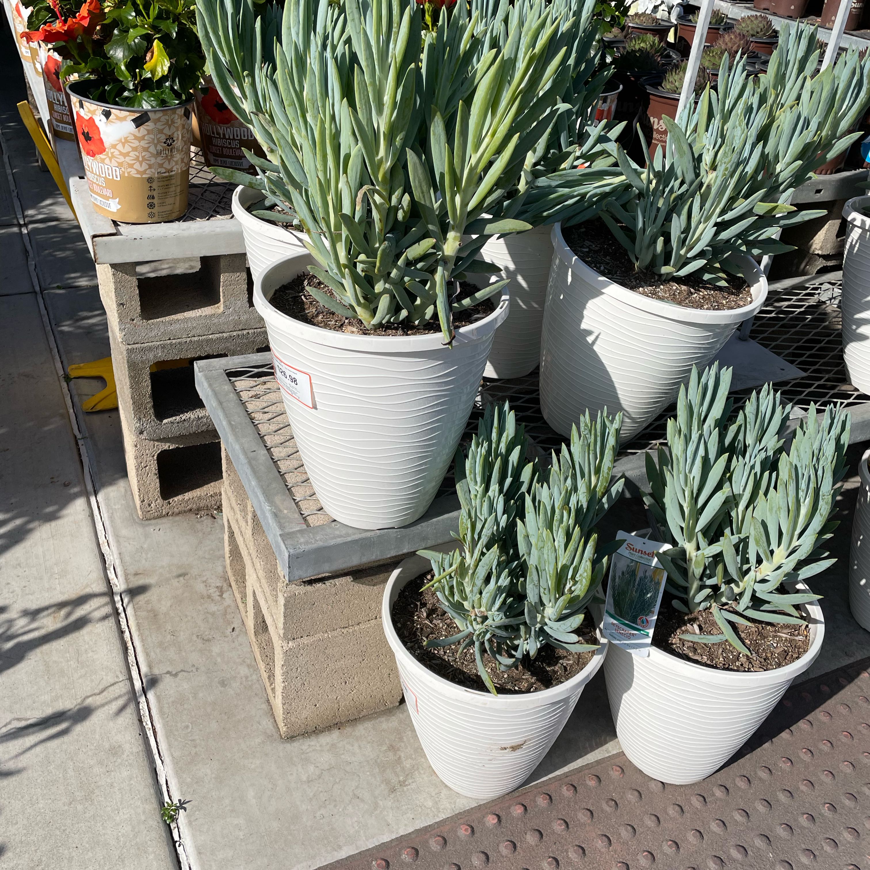 Photo of the plant species Big Blue Chalksticks by @KeenClubcoral named Big Blue on Greg, the plant care app