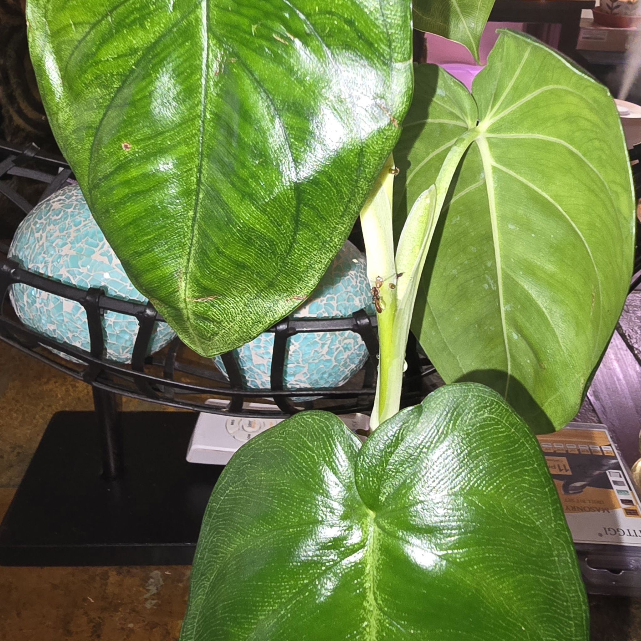 Photo of the plant species Frosted Heart Syngonium by @Tamikasoasis named Beckham on Greg, the plant care app