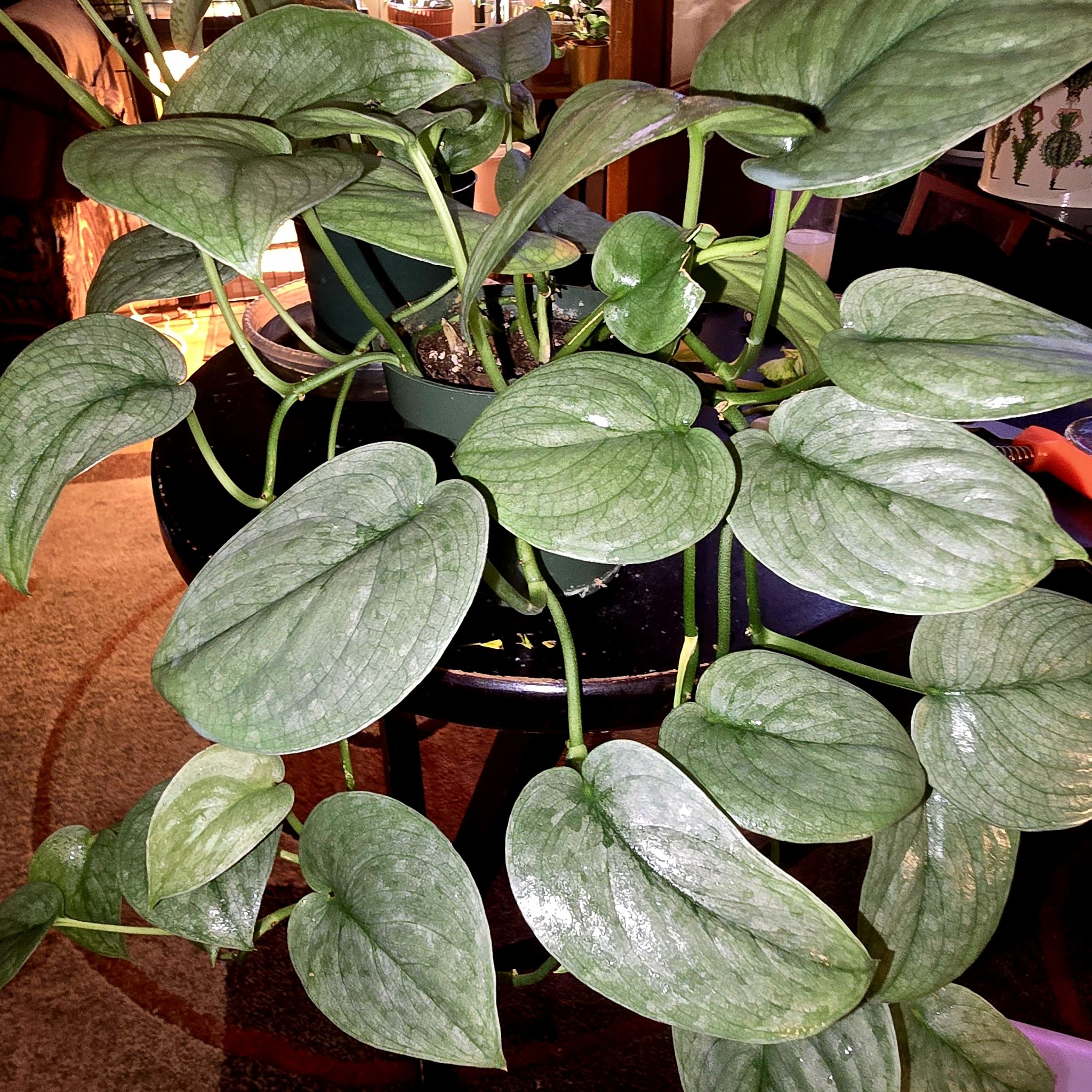 Photo of the plant species Platinum Satin Pothos by @Tamikasoasis named Satin on Greg, the plant care app