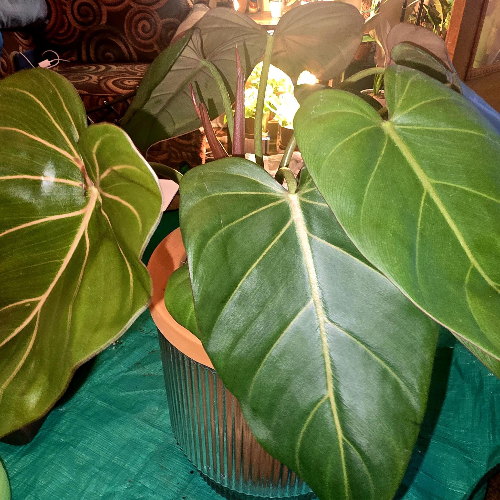 Photo of the plant species Philodendron 'Summer Glory' by @Tamikasoasis named Summer on Greg, the plant care app