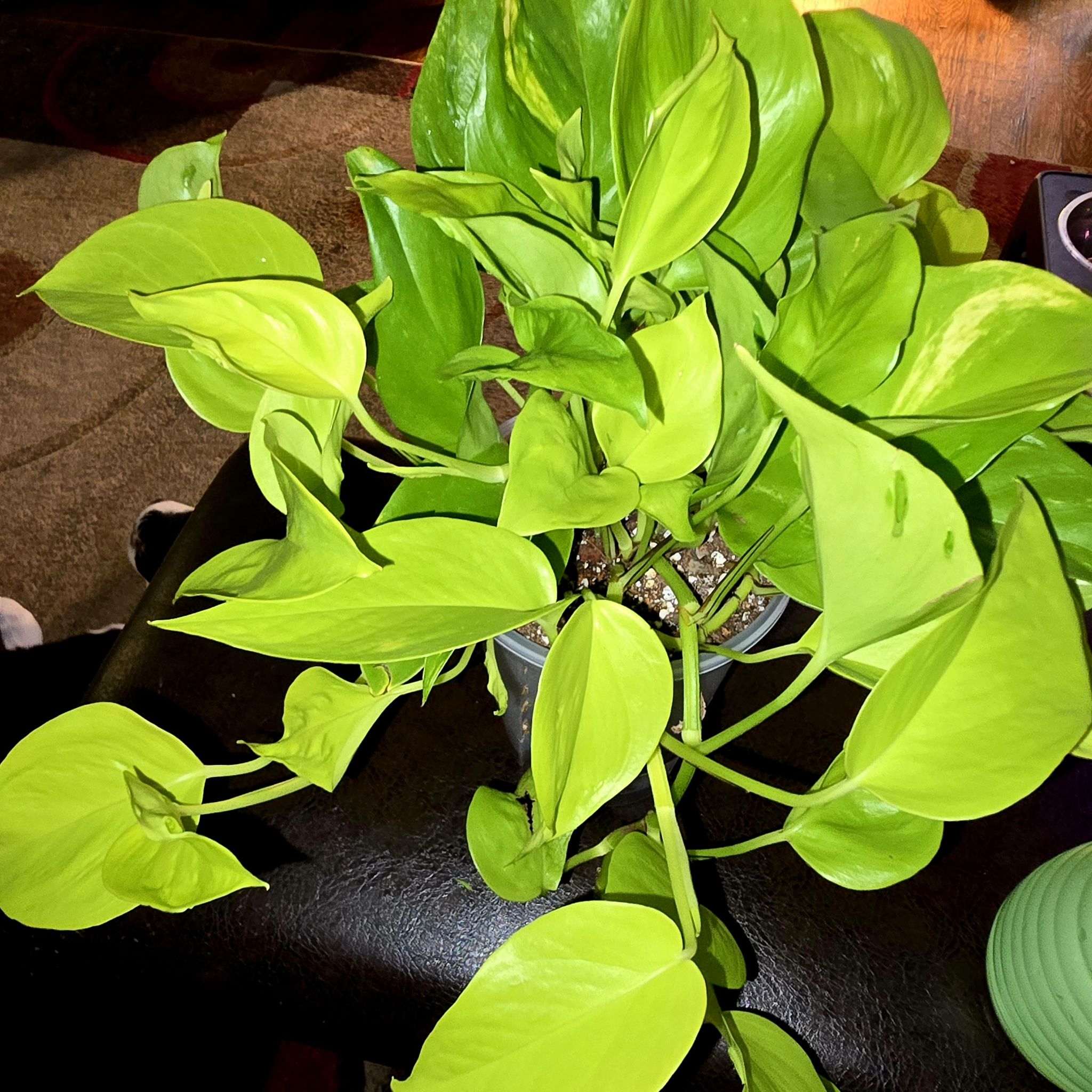Photo of the plant species Epipremnum Champs-Elysees by @Tamikasoasis named Ulysses S Plant 🪴 on Greg, the plant care app