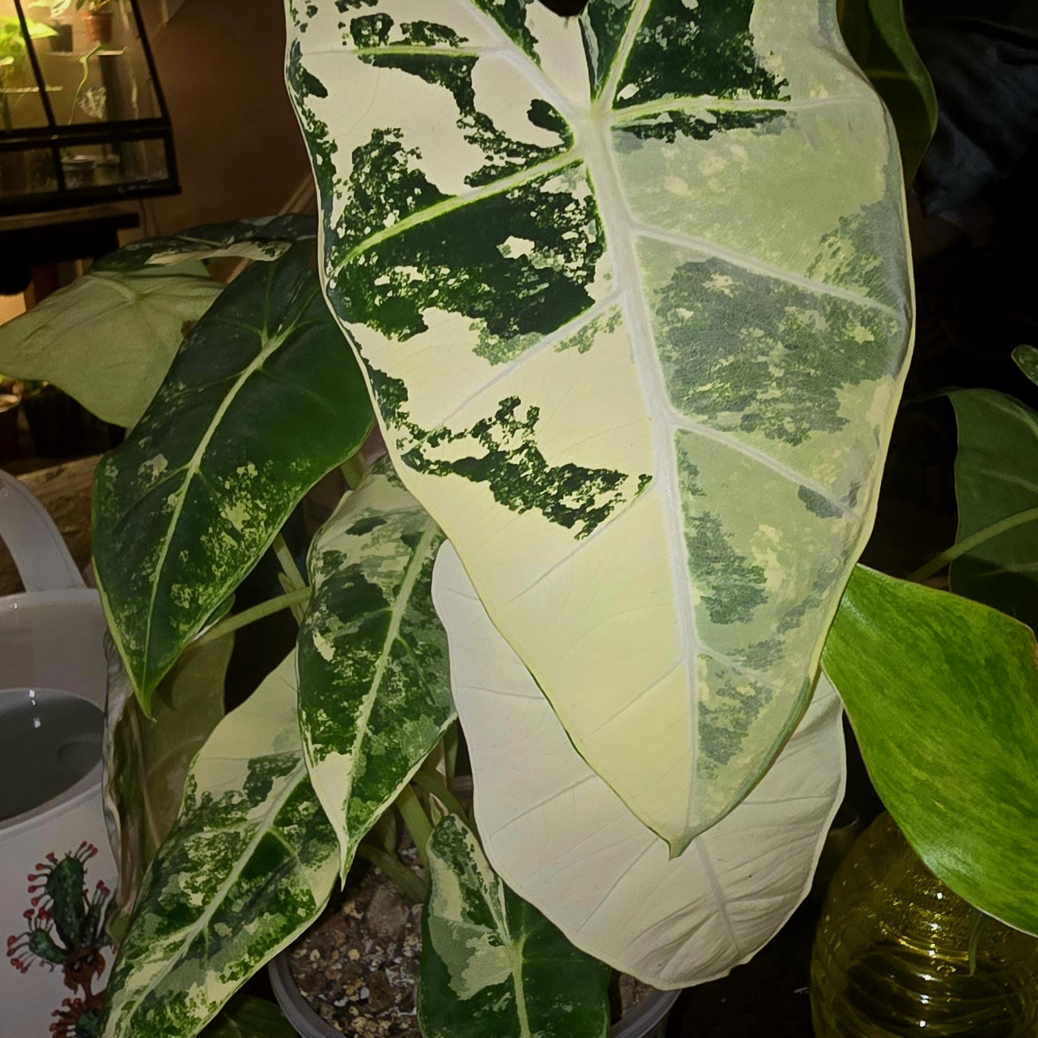 Photo of the plant species Alocasia Frydek by @Tamikasoasis named Frydek on Greg, the plant care app