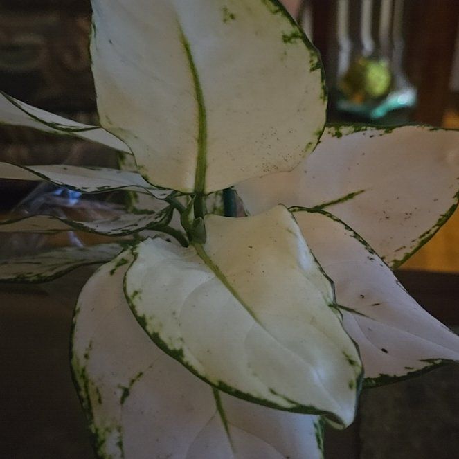 Photo of the plant species Wintery Winehouse Chinese Evergreen by @Tamikasoasis named Bieber White on Greg, the plant care app