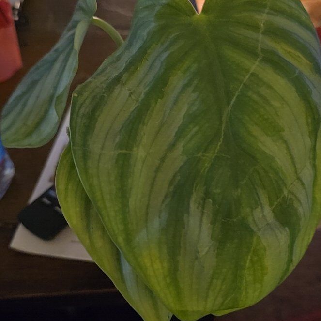 Photo of the plant species Philodendron pastazanum 'Silver' by @Tamikasoasis named Silver on Greg, the plant care app
