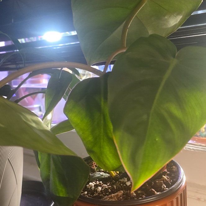 Photo of the plant species Philodendron billietiae x gloriosum by @Tamikasoasis named Austen on Greg, the plant care app
