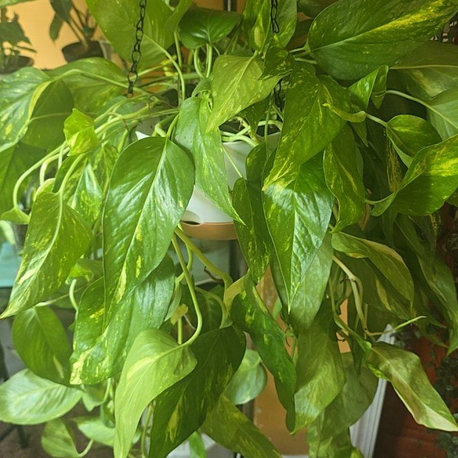 Photo of the plant species Aurea Epipremnum Pinnatum by @Tamikasoasis named Aurea on Greg, the plant care app