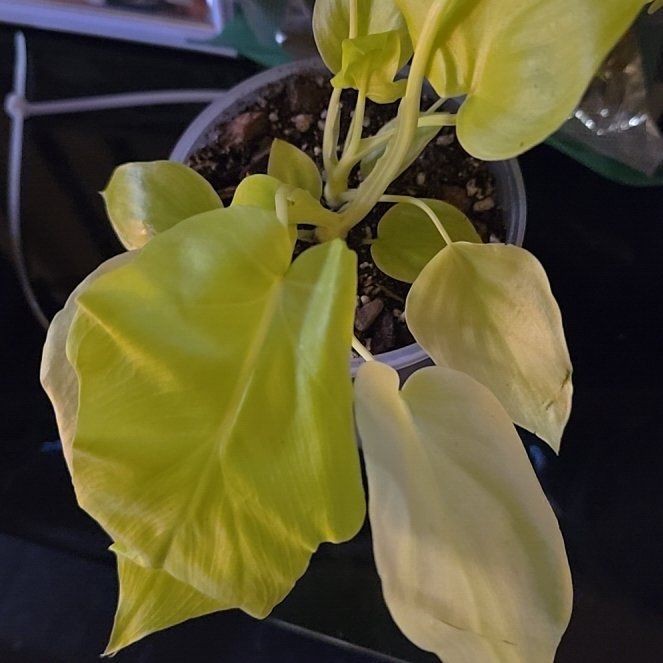 Photo of the plant species Philodendron 'Aurea Flavum' by @Tamikasoasis named Aurea on Greg, the plant care app